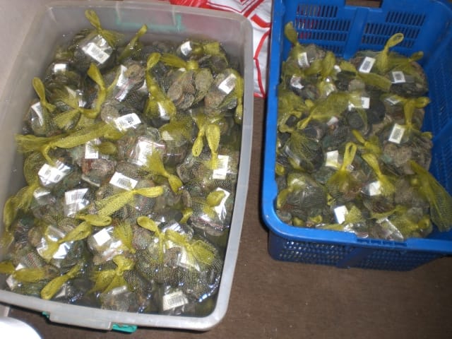 Numismatic documentation of the coins